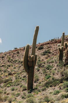 在阿根廷托马西干旱的风景里，高大的仙人掌矗立在清澈的蓝天下