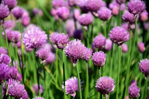 Chives | 63 Amazing Pest And Insect Repellent For Plants You Should Know