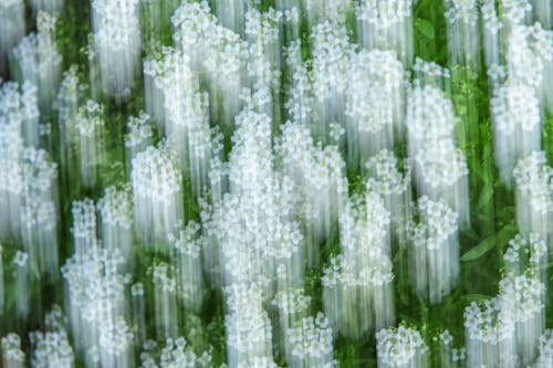 Close-Up Shot of White Flowers