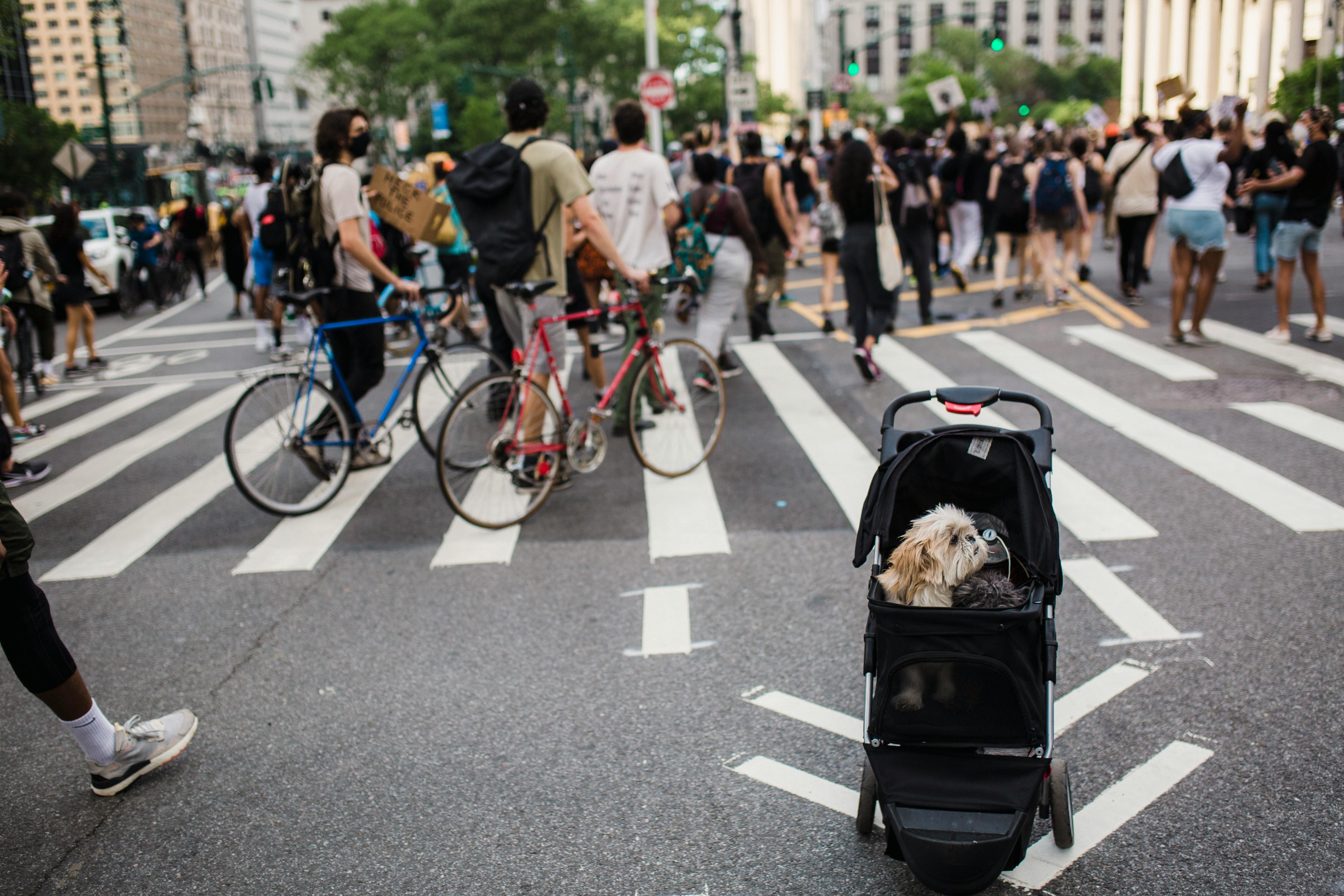 Dog on a Stroller at a Protest