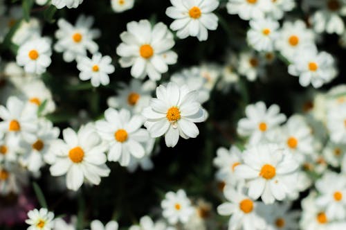 Free Close Up of White Flowers Stock Photo