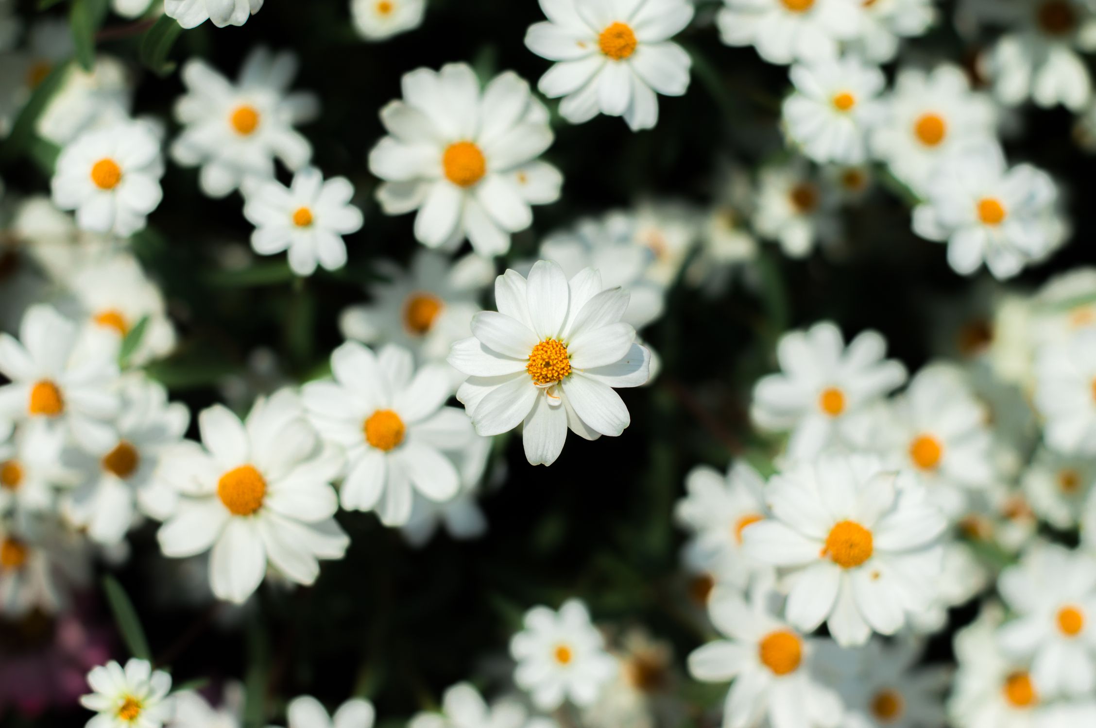 Close Up of White Flowers · Free Stock Photo