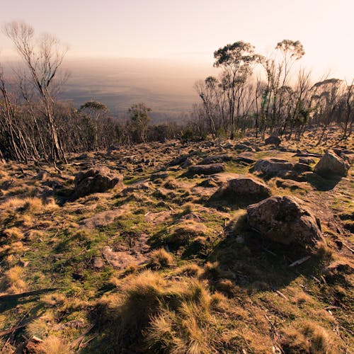 Free stock photo of nature, sunset, woodland