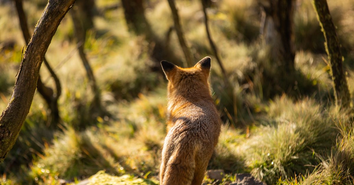 Fohawk Back View Back View of a Fox · Free Stock Photo