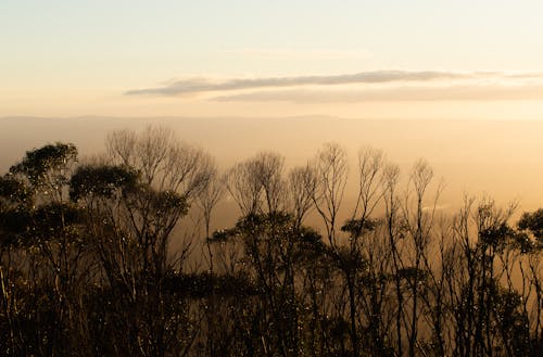 Free stock photo of nature, sunset, woodland