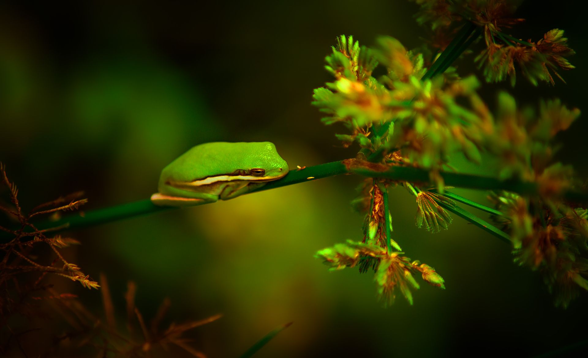 Close-up of a green frog on foliage, amidst a lush outdoor setting.