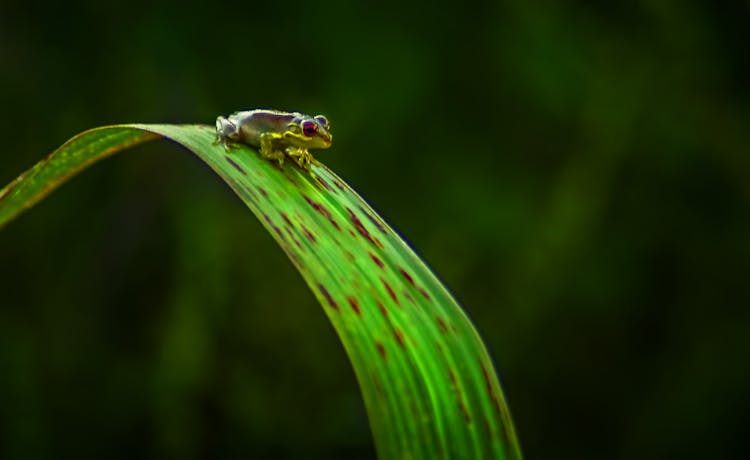 Small Tree Frog On Bright Green Leaf