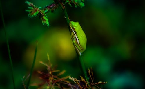 Free Closeup of bright green tree frog napping on plant stem with leaves on blurred background Stock Photo