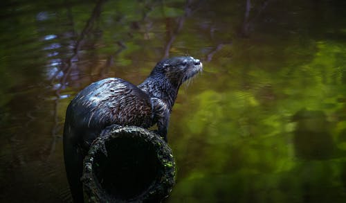 Free River otter with wet fur resting on shabby surface Stock Photo