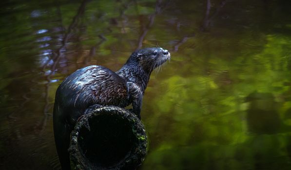 River otter with wet fur resting on shabby surface