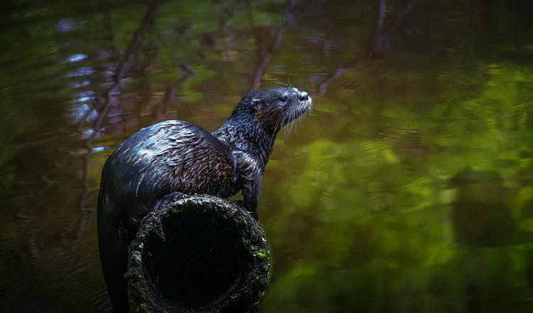 River Otter With Wet Fur Resting On Shabby Surface