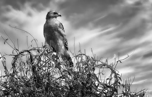 From below black and white of big predatory bird with pointed beak sitting on climbing plant under cloudy sky