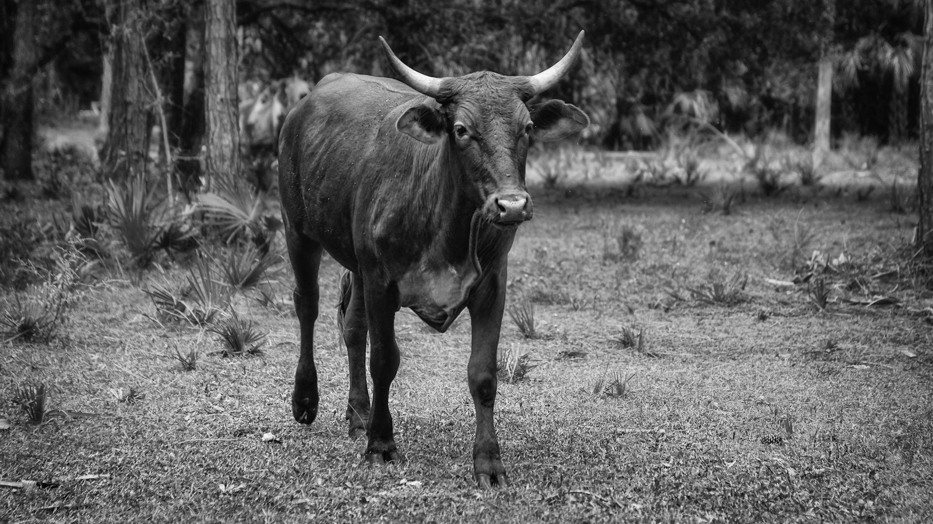 Ox with pointed horns walking on grass lawn