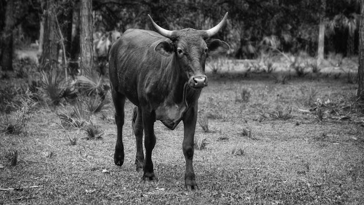 Ox With Pointed Horns Walking On Grass Lawn