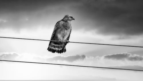 From below black and white of big carnivorous bird with ornamental wings sitting on stretched wire under shiny sky