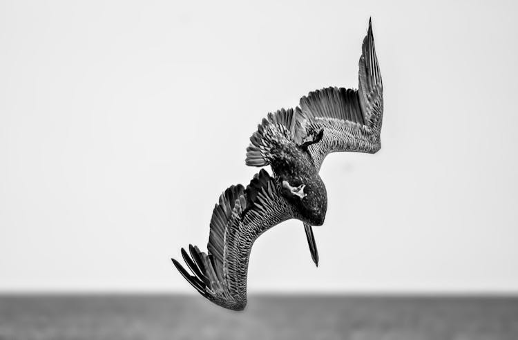 Brown Pelican Flying Over Ocean Under Sky