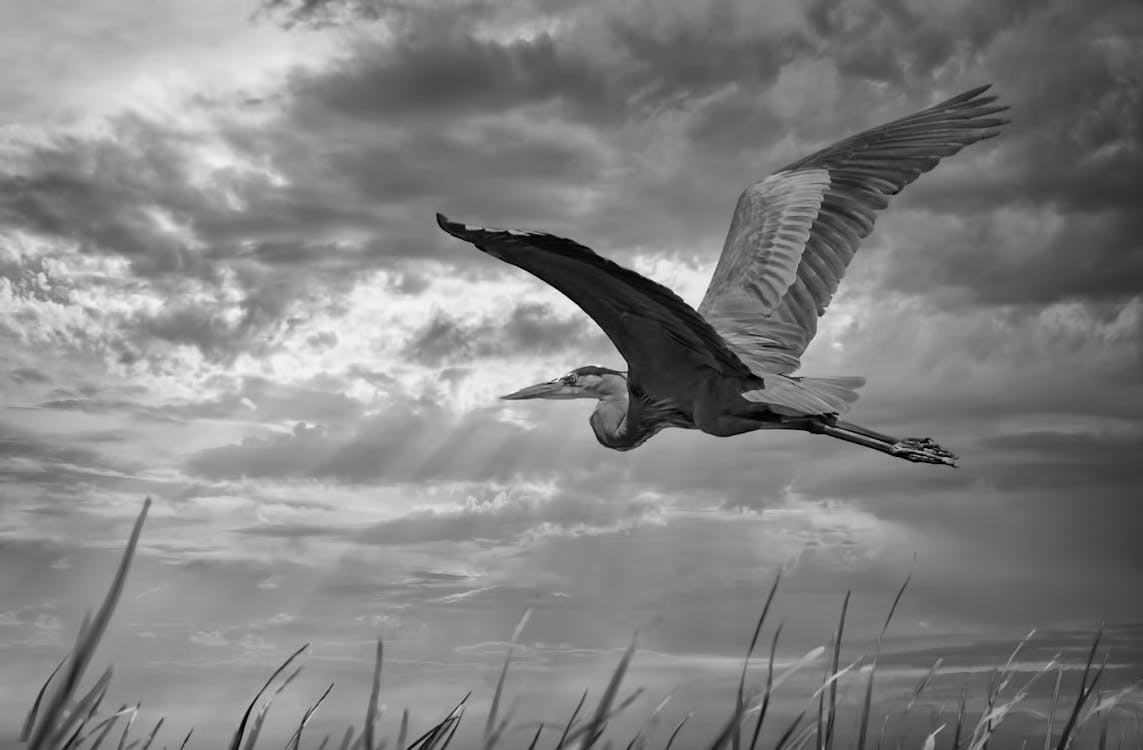 Black and white of big carnivorous bird with spread wings and pointed beak flying in shiny cloudy sky