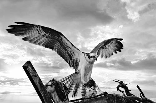 Sea hawk with spread wings under cloudy sky