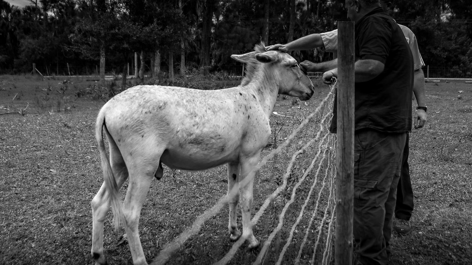 Black and white of crop anonymous male stroking donkey with mane in fenced paddock