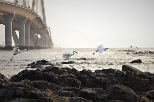 白鹭在孟买著名桥梁的背景下，于岩石海岸附近飞行