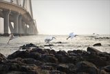 Egrets over the rocky shore below the Sea Link