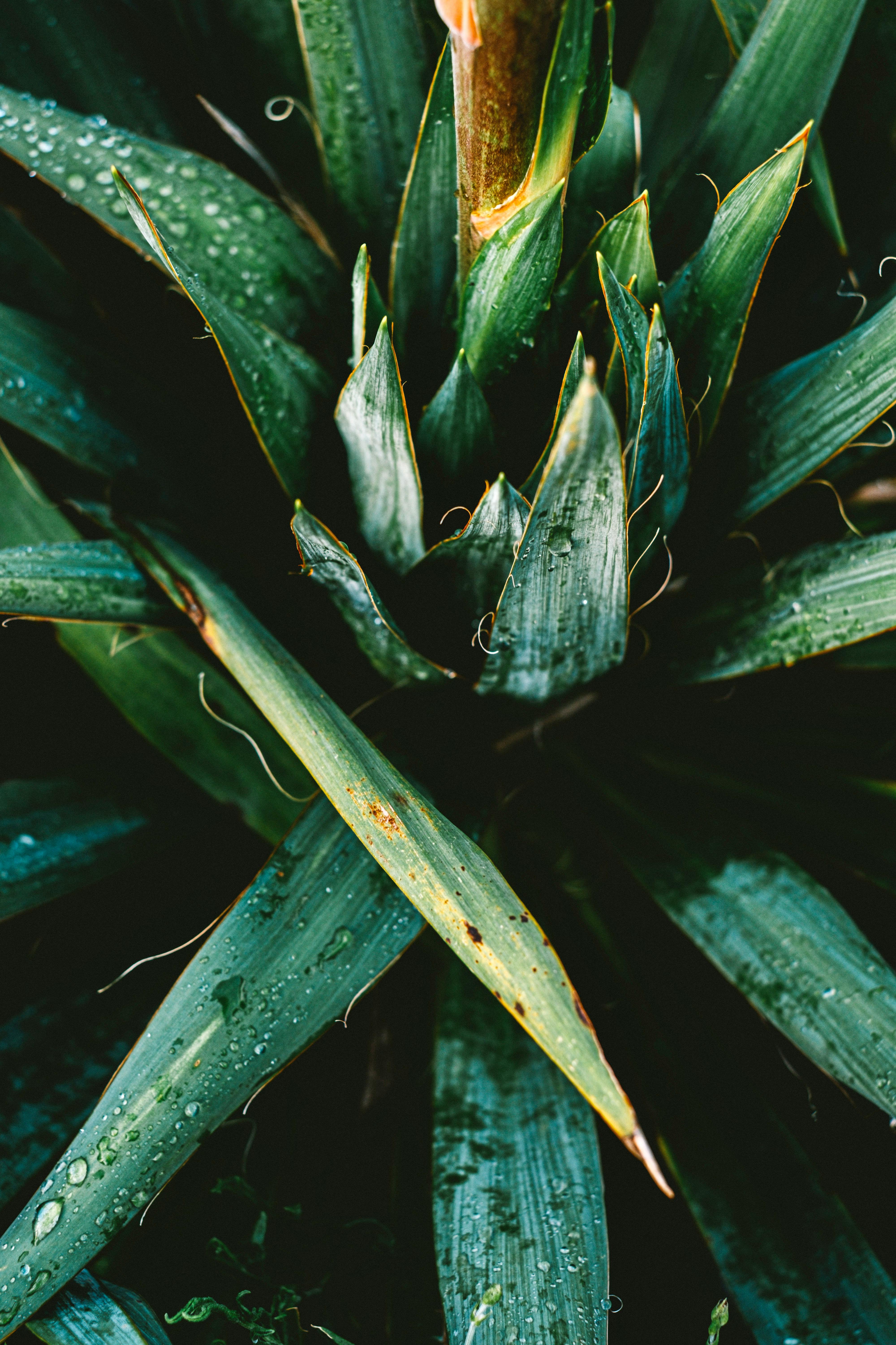 A detailed close-up of green pineapple leaves with dewdrops, creating a fresh and vibrant look.