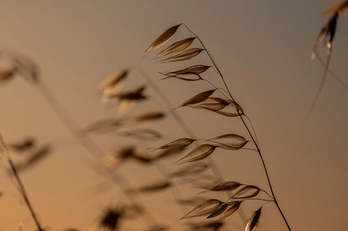 Free A serene close-up of golden grass against a dramatic sunset sky, highlighting natural beauty. Stock Photo