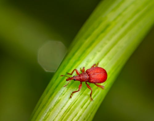 Macro of small red Apion on green grass