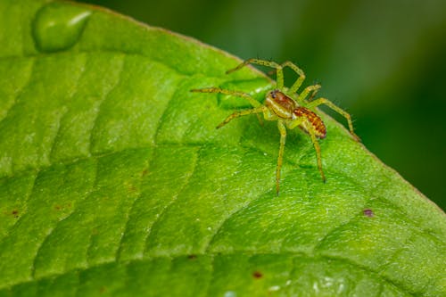 Closeup of small spider with thin legs crawling on green leaf on blurred background
