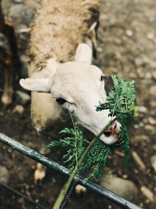 Domestic goat eating grass in enclosure