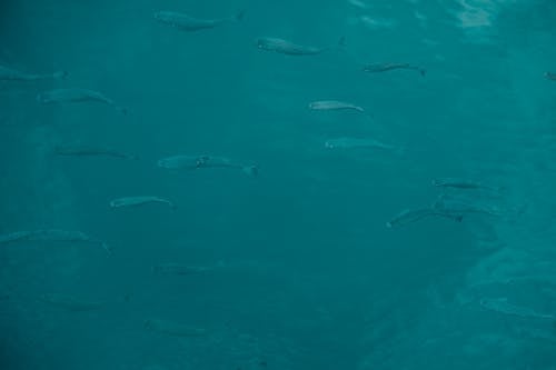 Ilmainen kuvapankkikuva tunnisteilla kala, luonto, meri elämä