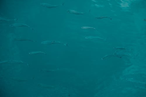 Foto profissional grátis de embaixo da água, natureza, oceano