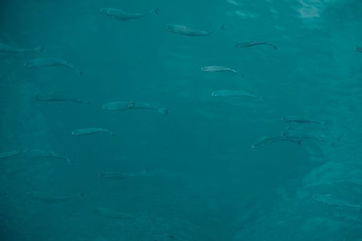 A serene underwater view of a school of fish swimming through clear blue ocean waters.