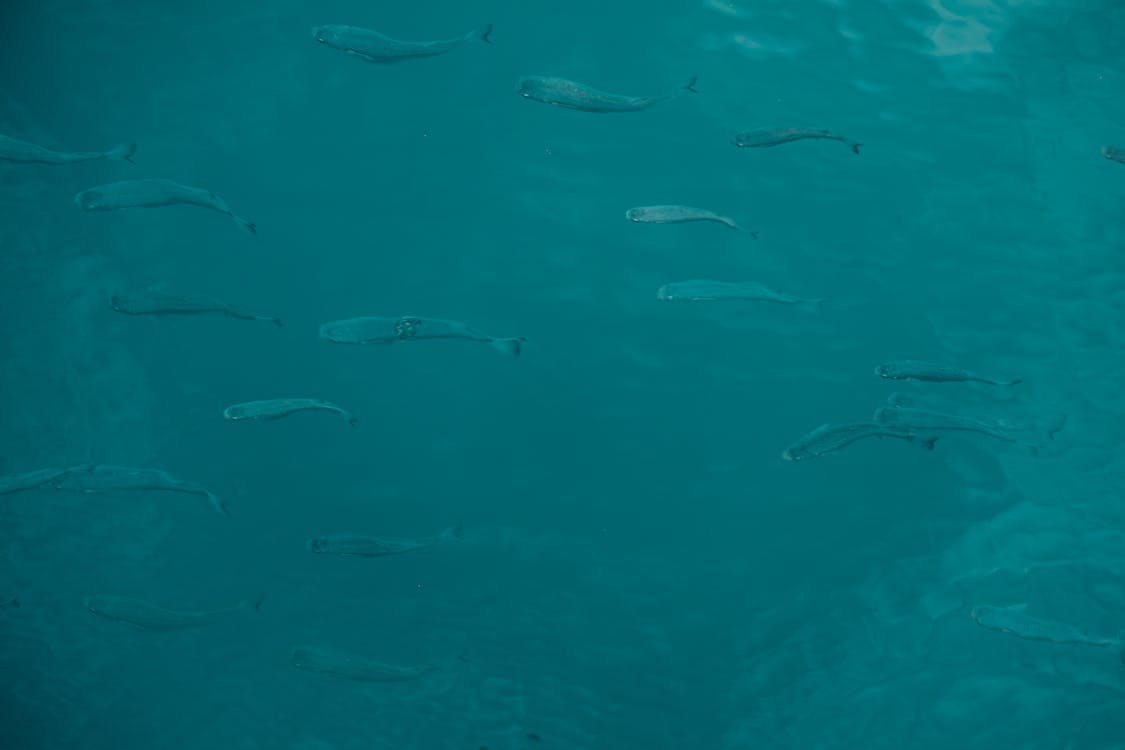 Darmowe zdjęcie z galerii z natura, ocean, podwodny