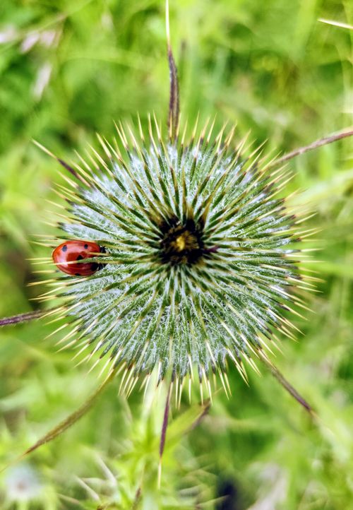 Free Close-up of a ladybug on a spiky thistle flower, vibrant green background. Stock Photo