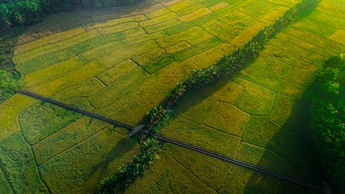 Aerial View of Green Croplands