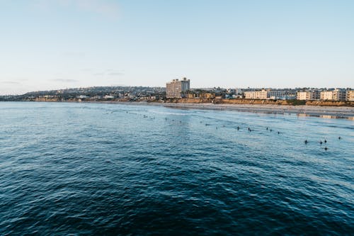 Flock of seabirds swimming on ocean near coastal town