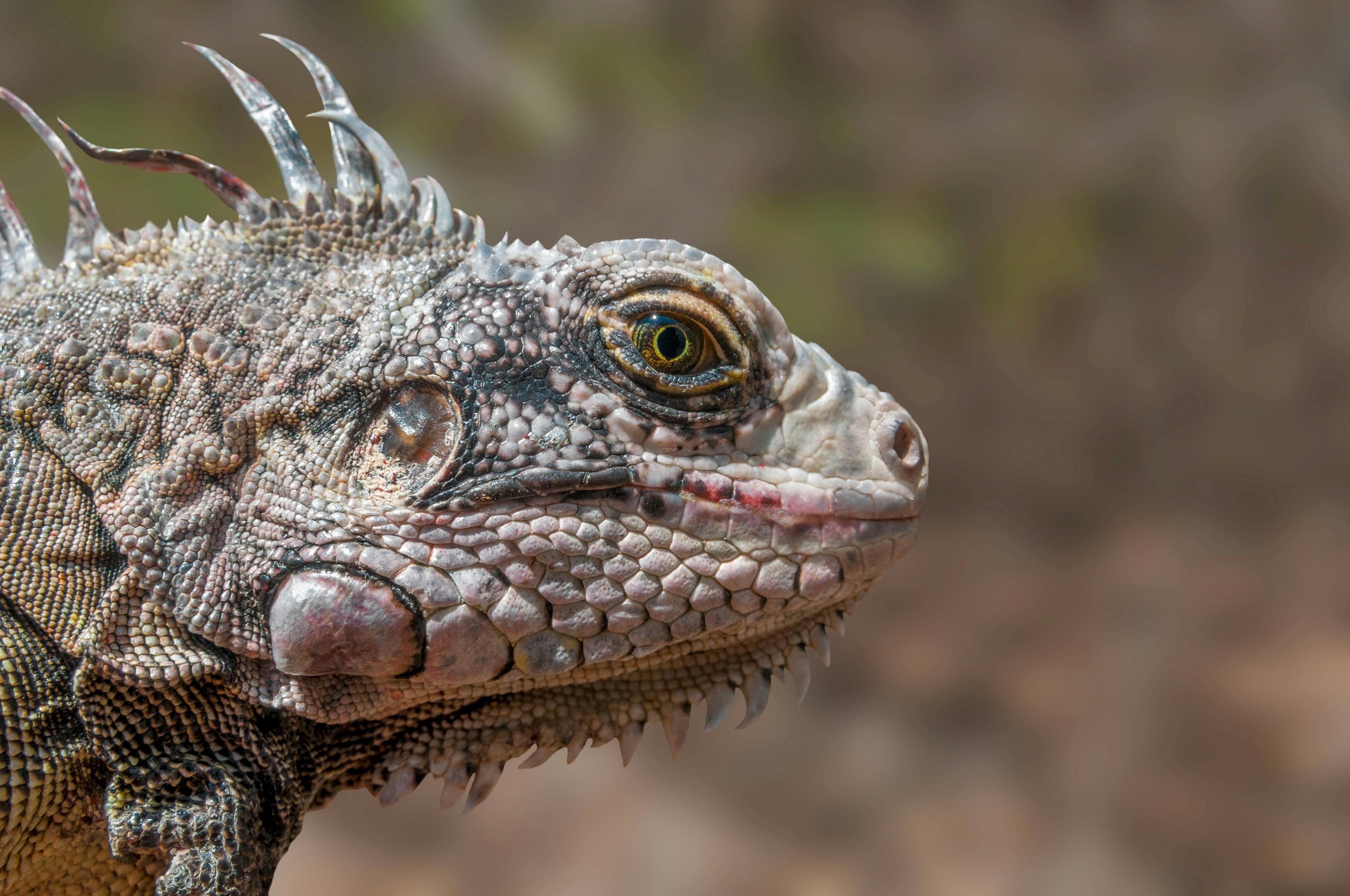 Foto Stok Gratis Tentang Binatang Fauna Hewan