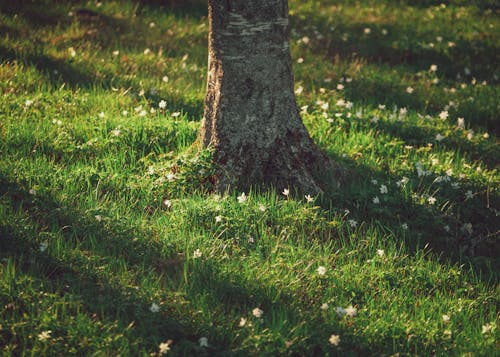 Tree trunk on grass lawn with small blooming flowers