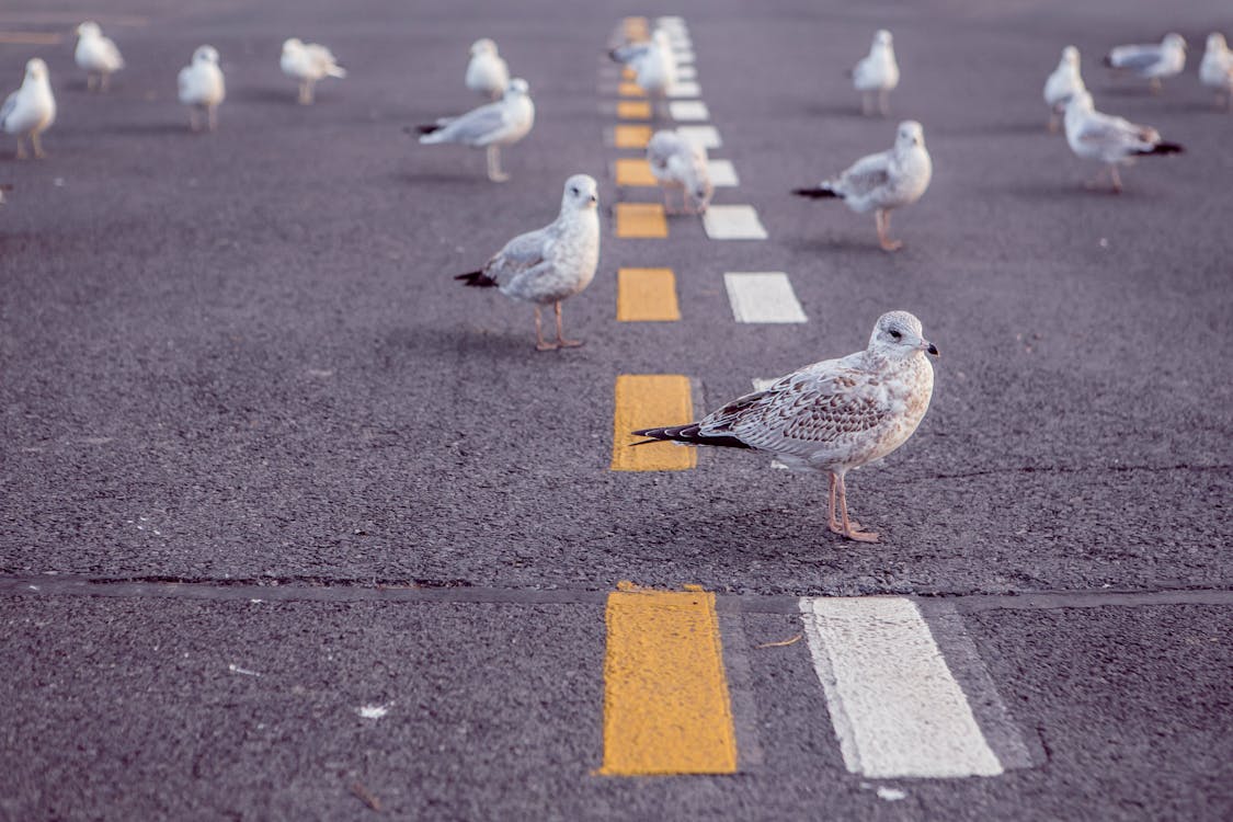 Free Flock of Gray-and-brown Birds on Gray Road Stock Photo