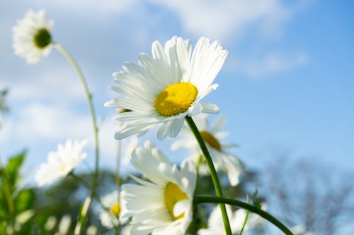 Free Bright blooming chamomiles under sky in summer Stock Photo