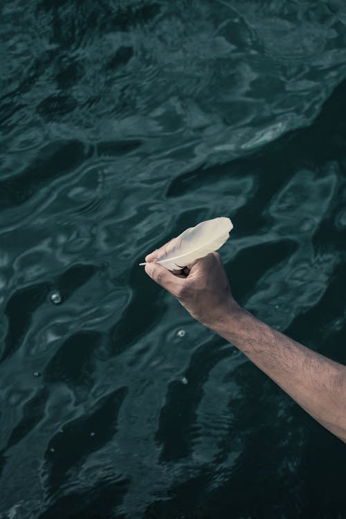 Základová fotografie zdarma na téma bílé peří, držení, moře