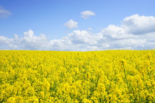 Ücretsiz Gündüz Mavi Bulutlu Gökyüzü Altında Sarı çiçek Tarlası Stok Fotoğraflar
