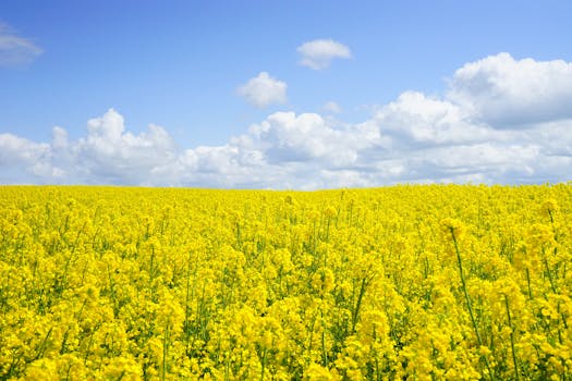 Red Rose Field · Free Stock Photo