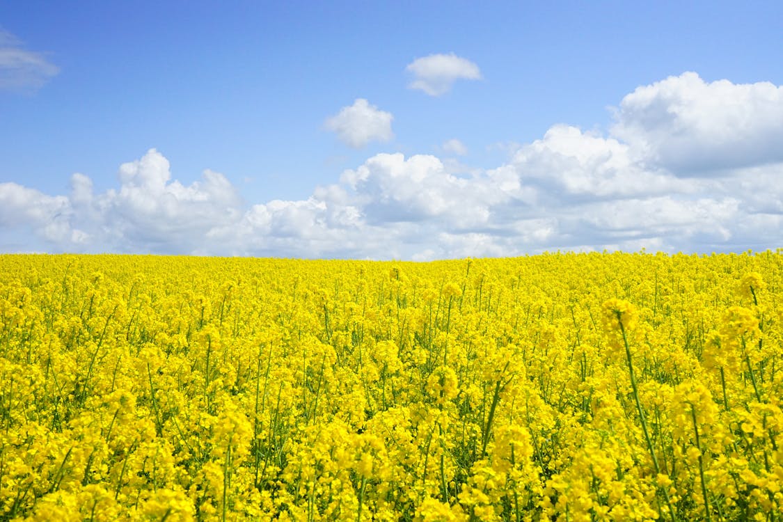 낮 동안 푸른 흐린 하늘 아래 노란 꽃밭