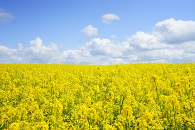 field-of-rapeseeds-oilseed-rape-blutenmeer-yellow-46164.jpeg?auto=compress&cs=tinysrgb&w=400