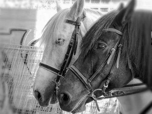 Photos gratuites de cheval blanc, cheval noir, chevaux