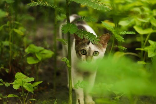 Free stock photo of cat, cat on green, green