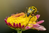Bright bug with ornamental abdomen resting on blossoming flower