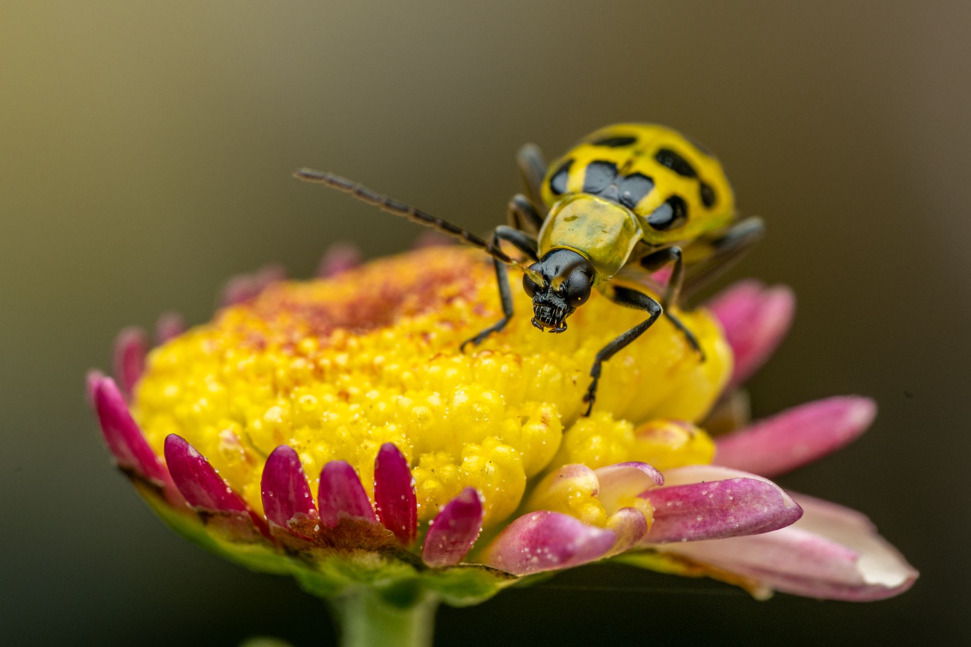 Close-up of a spotted cucumber beetle resting on a vivid yellow flower, highlighting nature's vibrant colors.